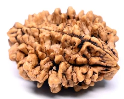 2 Mukhi